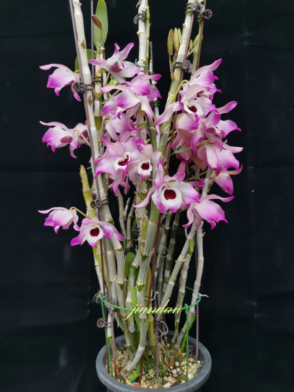 nobile 金钗石斛,几棵正在开花金钗,比较喜欢这淡雅一点的,还是爱心