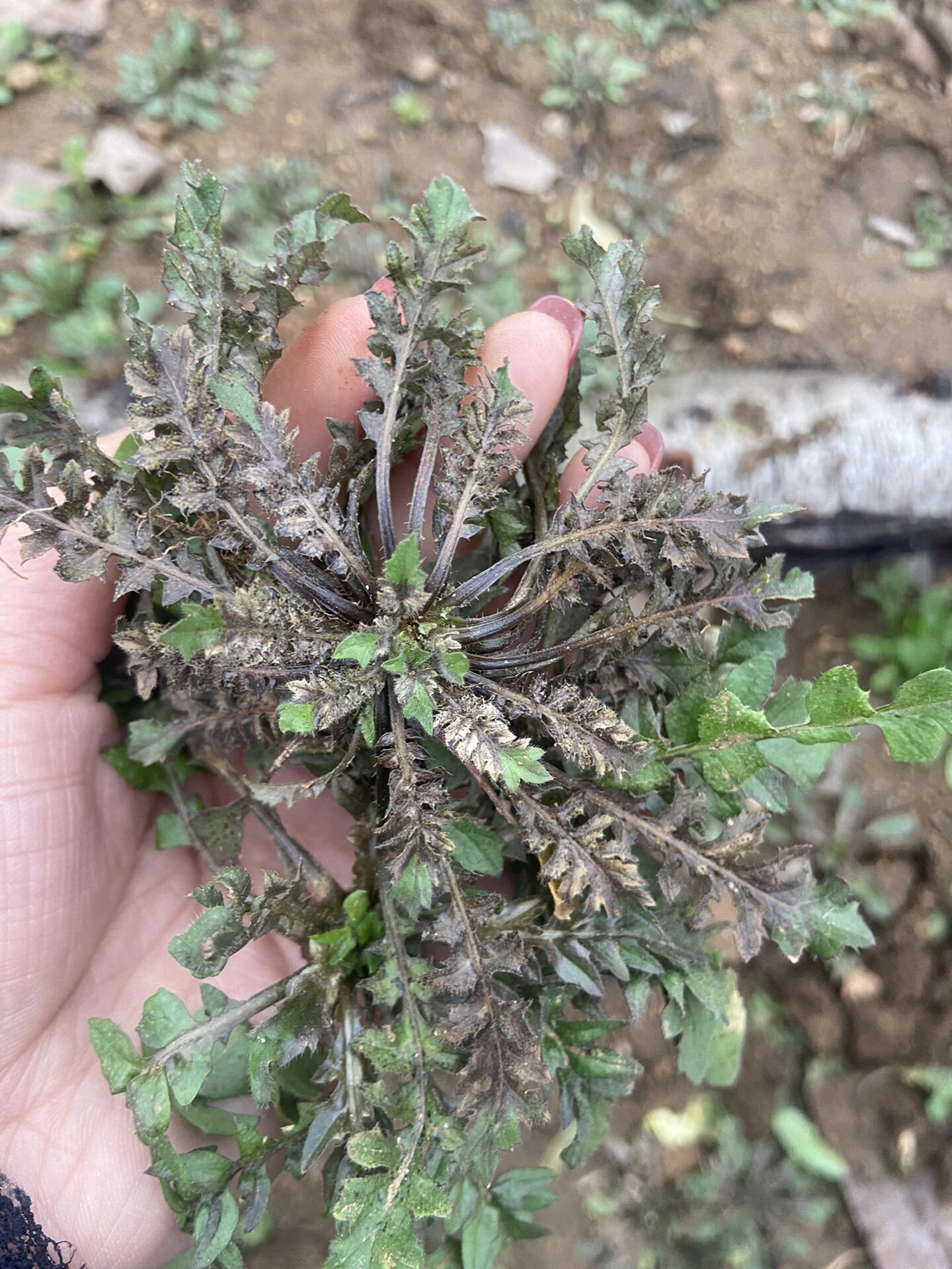 芨芨菜的样子图片