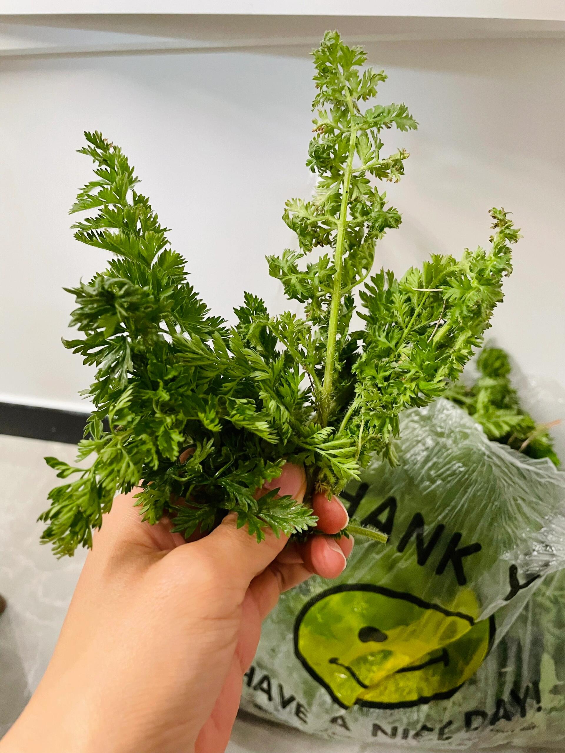 春天的野菜,野胡萝卜秧.这是老妈在家旁边的公园采摘的春天的野菜