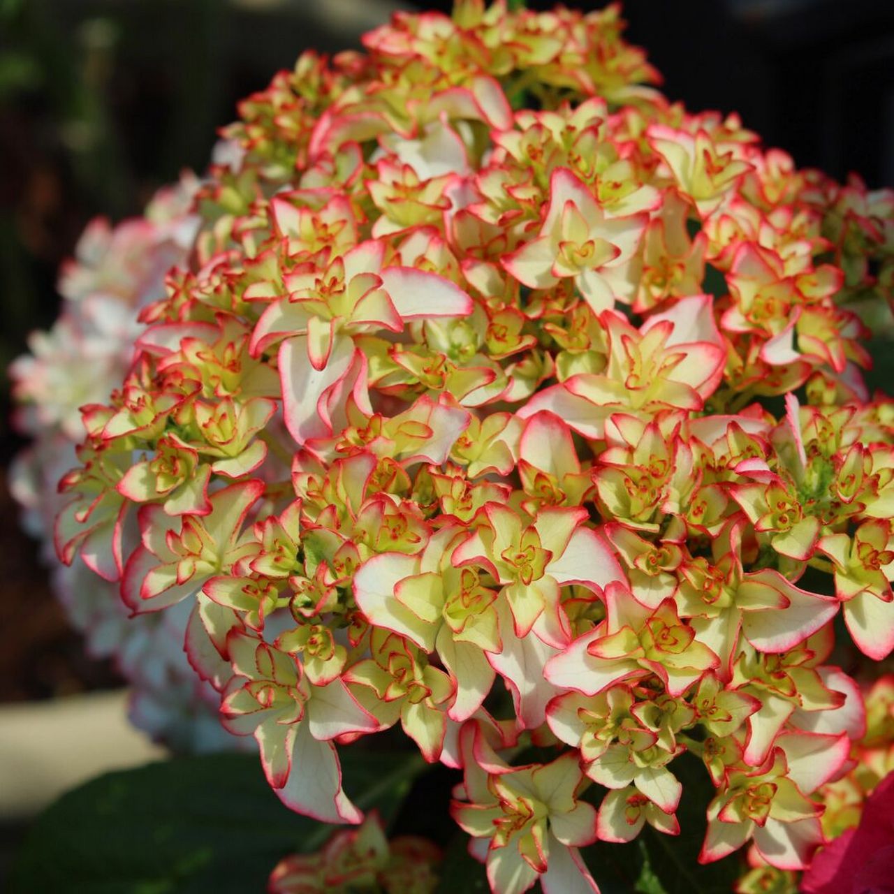 云之垚花卉# #绣球# #绣球卡伦