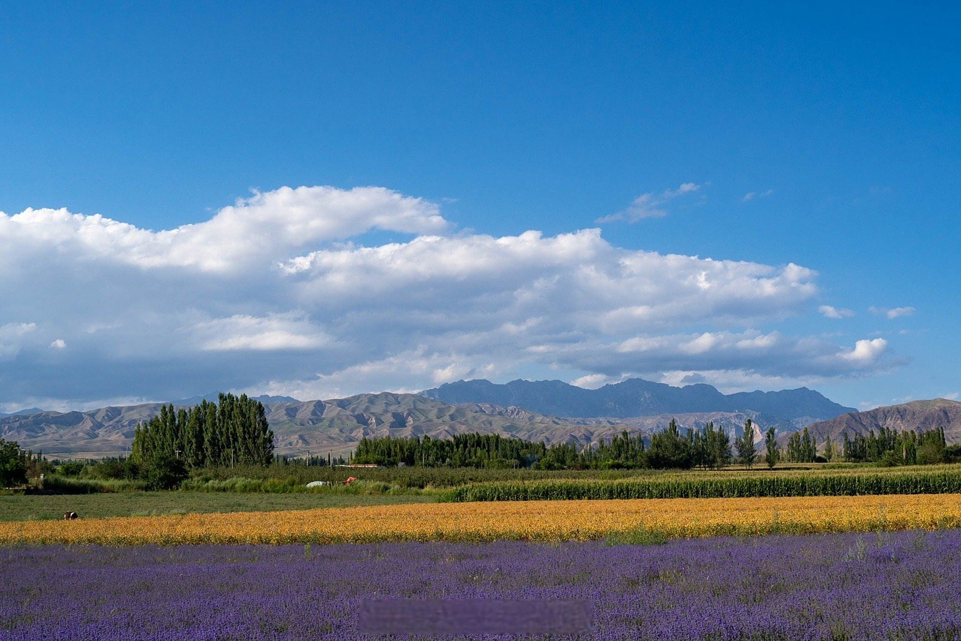 网络名人新疆行# 在美丽的科古尔琴山脚下,有这样一座村落,霍城县芦