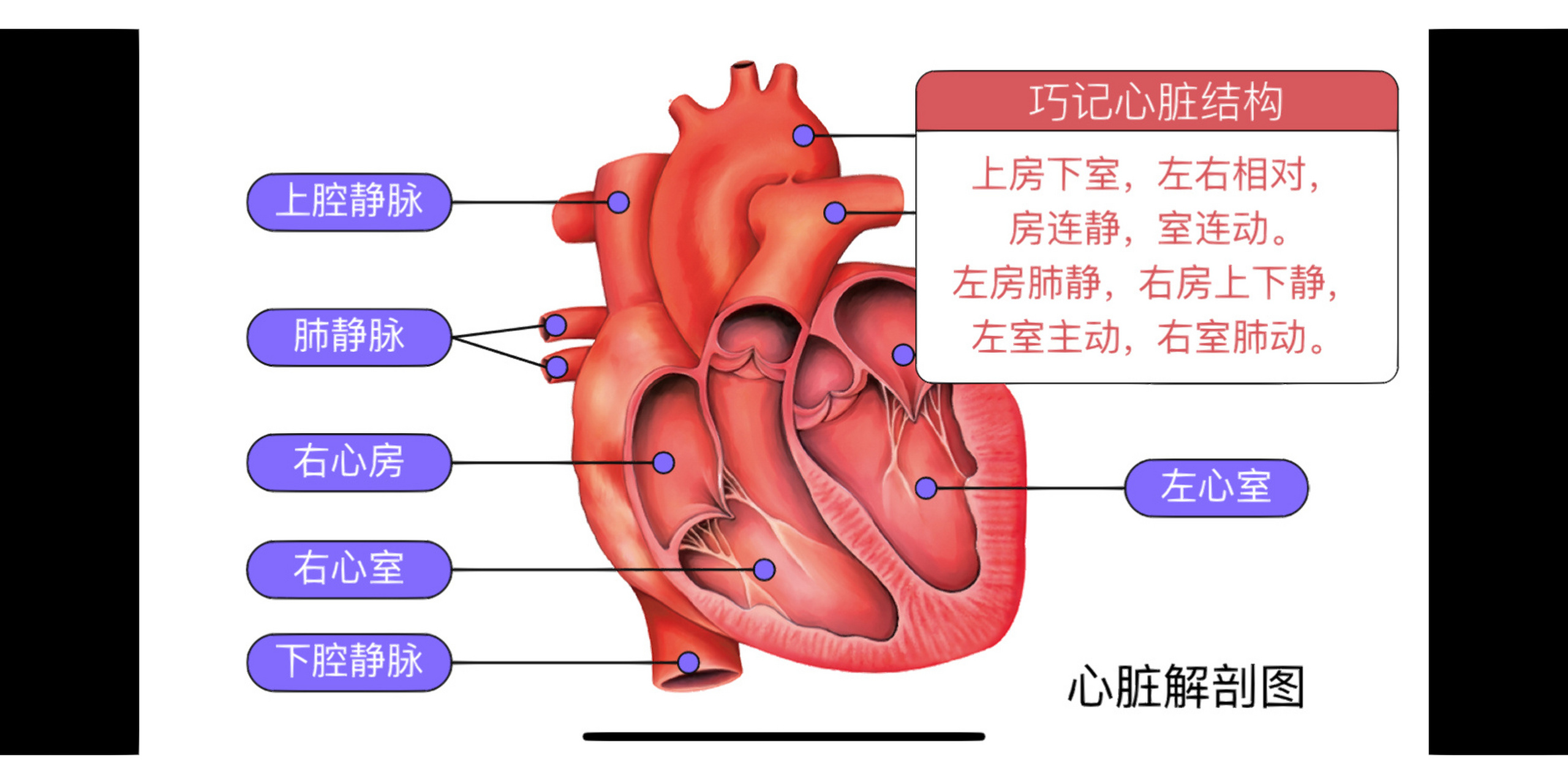 人体心脏工作原理图片