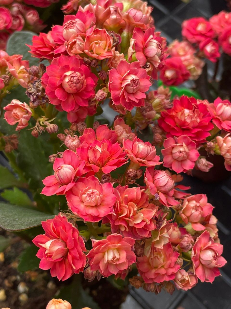 长寿花:火凤凰.