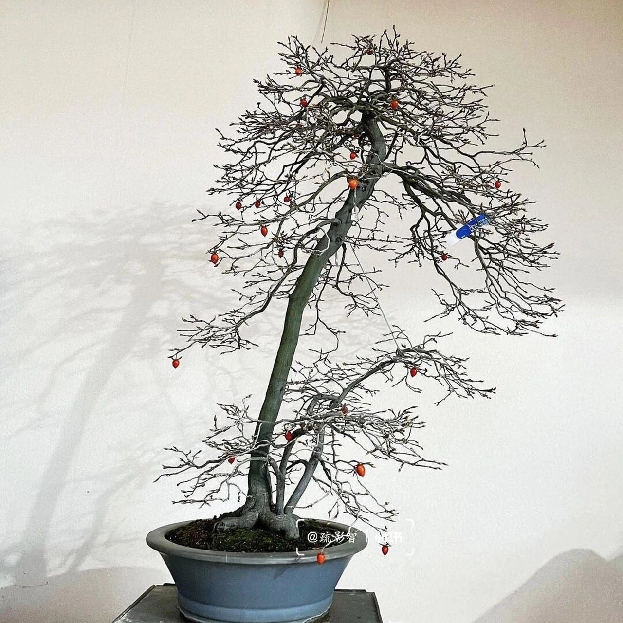 买一整棵…柿子树 老鸦柿盆景 放大一点的话简直与村口老柿树如出一辙