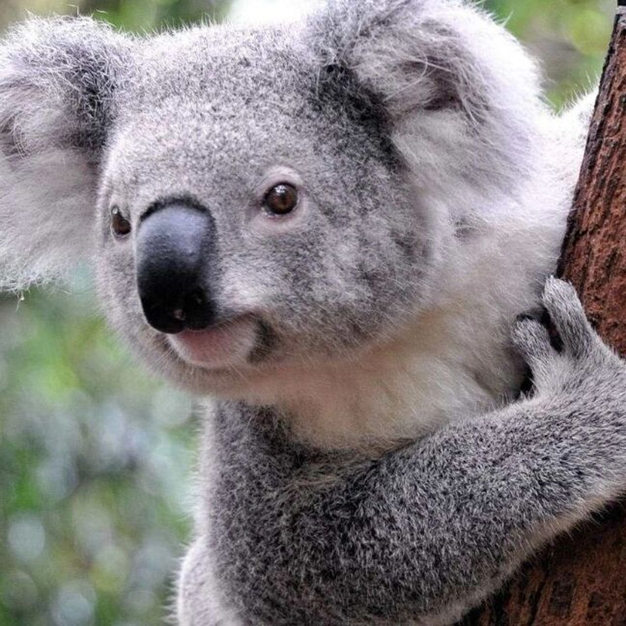 可爱的肥宅国宝——考拉  又叫 ,世界最可爱动物排行榜第15名.