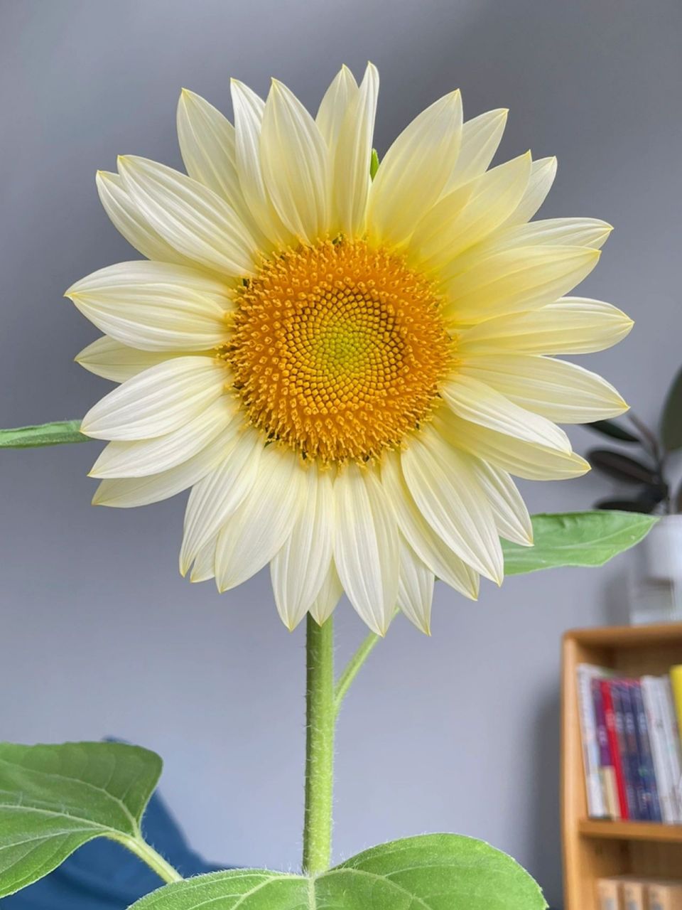 希望对你有帮助～ 我的奶油向日葵从播种到开花:55天 	 图片大