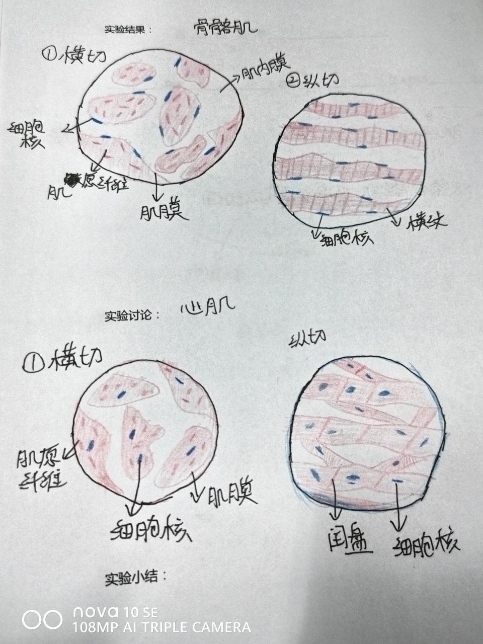 松雌球果纵切手绘图图片