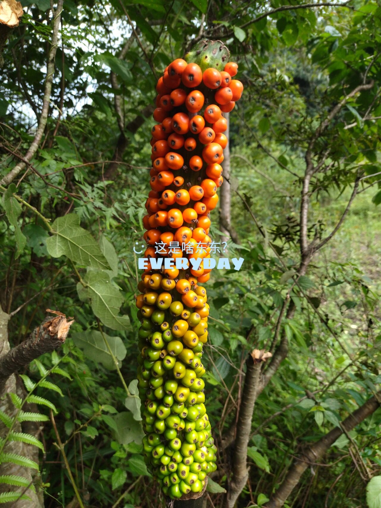 这是魔芋开花结果?