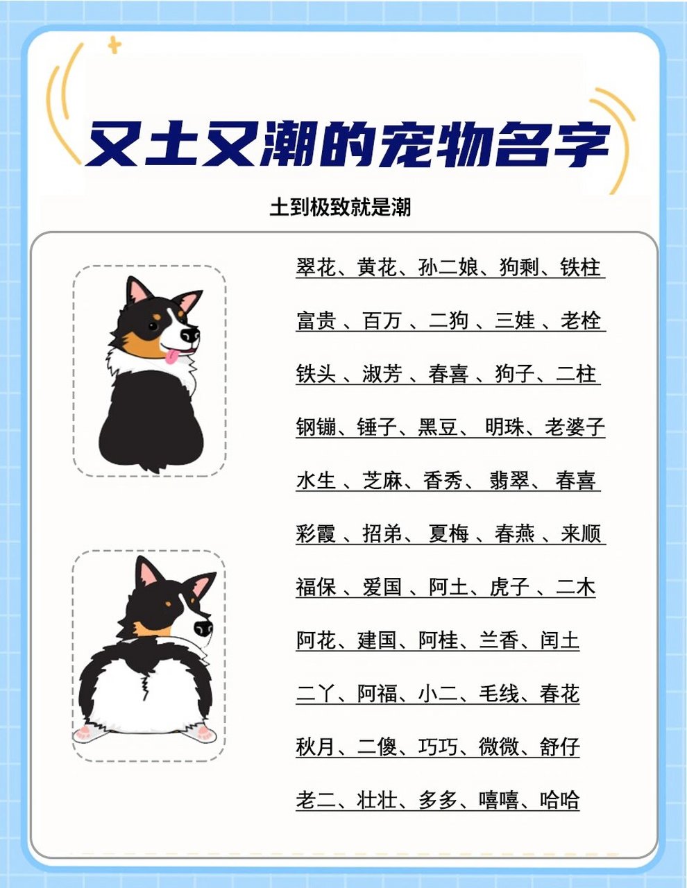 土嗨土嗨上头的宠物名字7515 土嗨土嗨宠物狗土名字大全土到极致