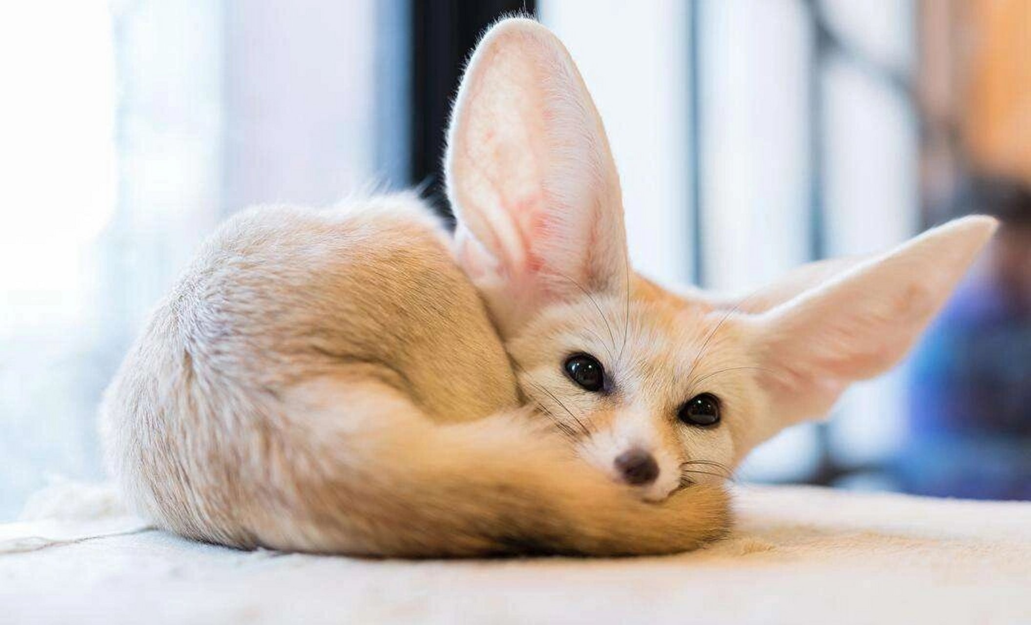 cnn评选世界最可爱动物第一名——耳廓狐 耳廓狐(学名:vulpes zerda)