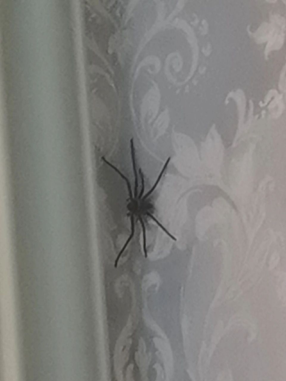 家里惊现七腿大蜘蛛 日常迷信了,以前家里面看到蜘蛛都说是有客来.