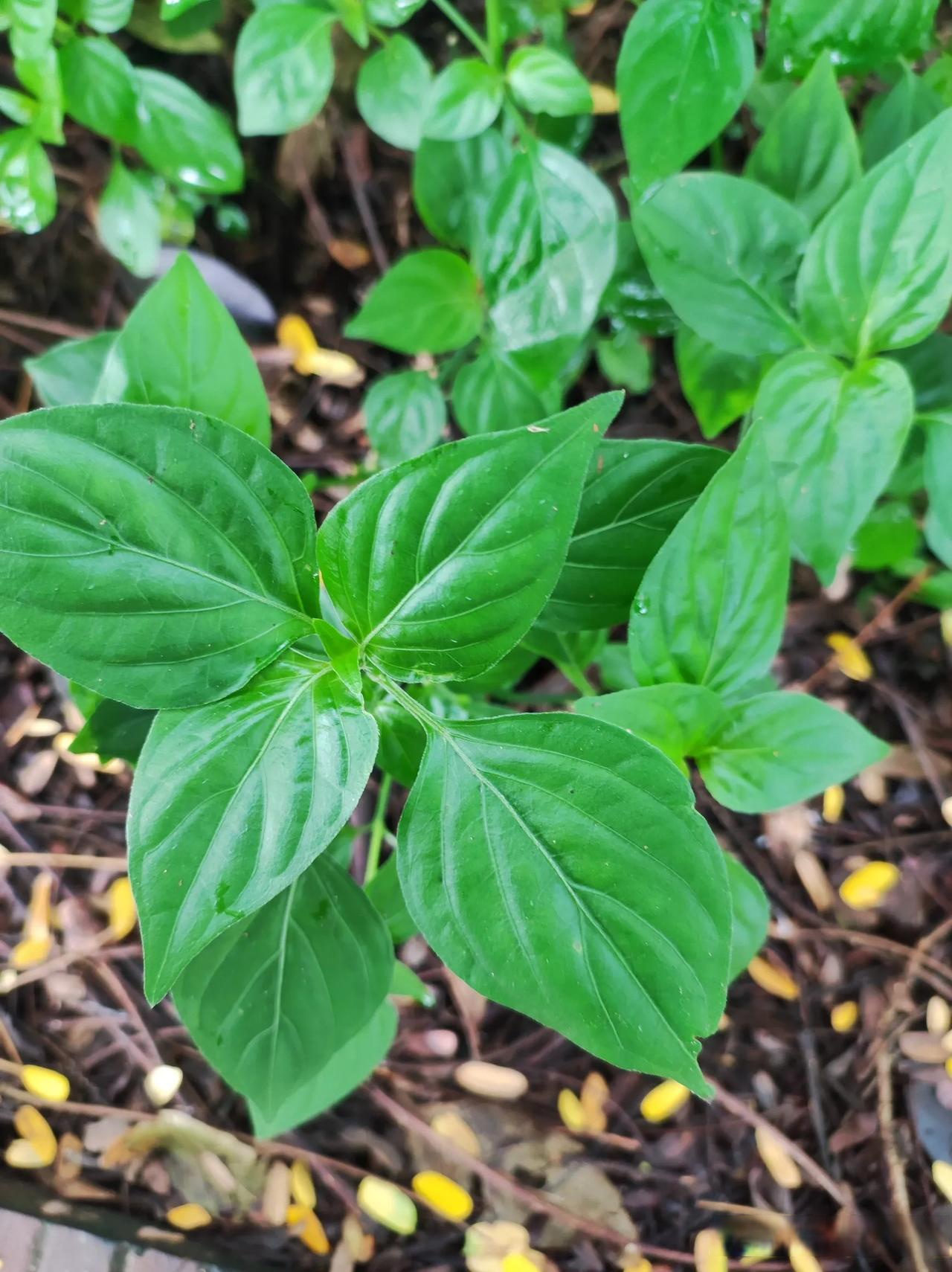 这种植物叫狗肝菜 它是爵床科狗肝菜属的一年生草本植物,多生于湿润的