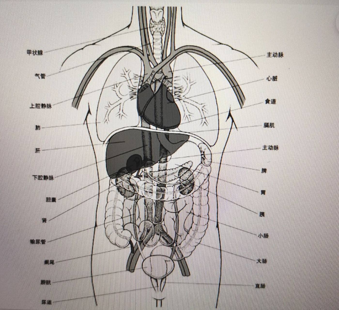 身体各个器官的位置