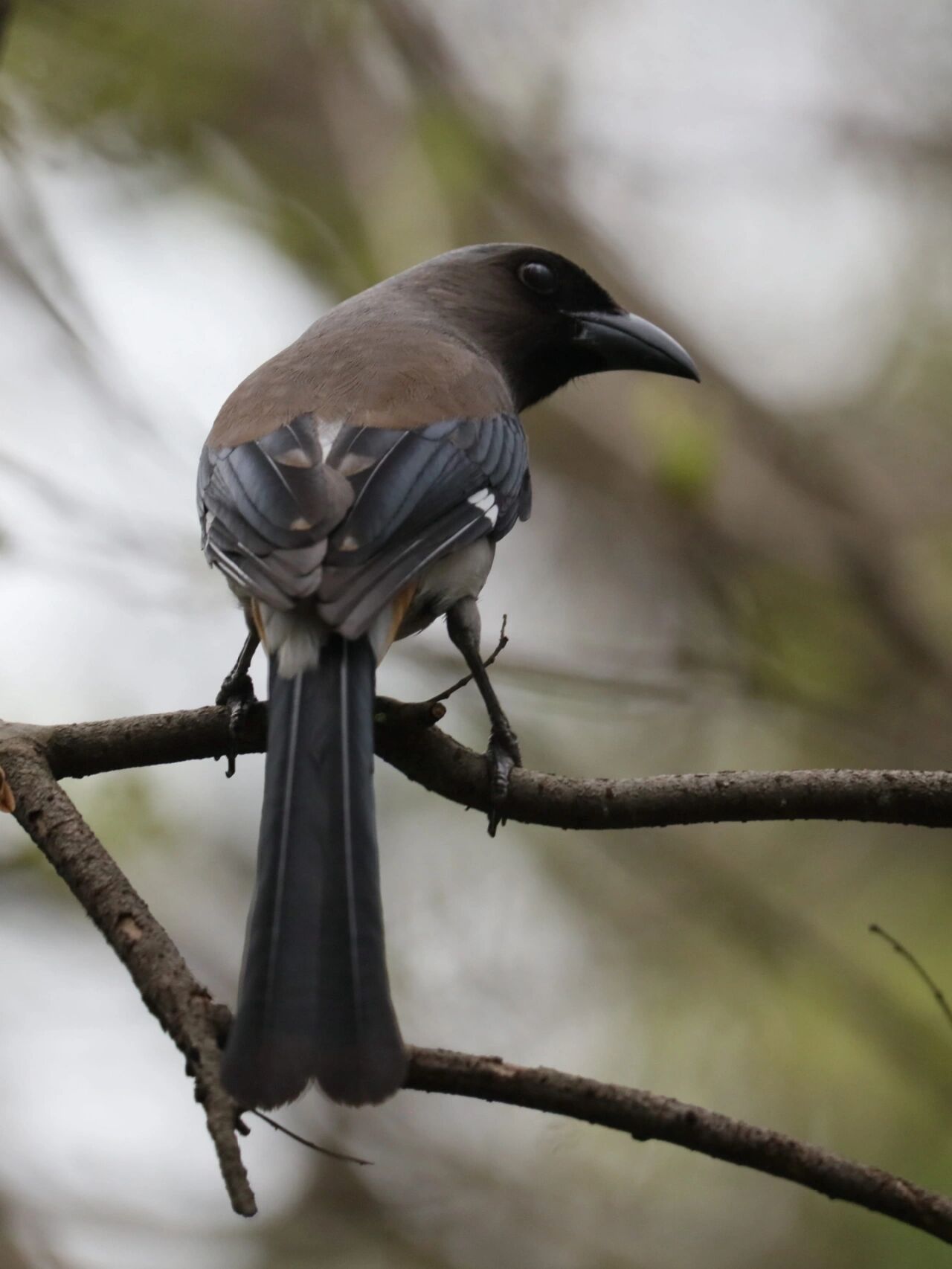 今日野拍～灰树鹊   紫金山的灰树鹊还是挺多的,通常是成群活动,估计