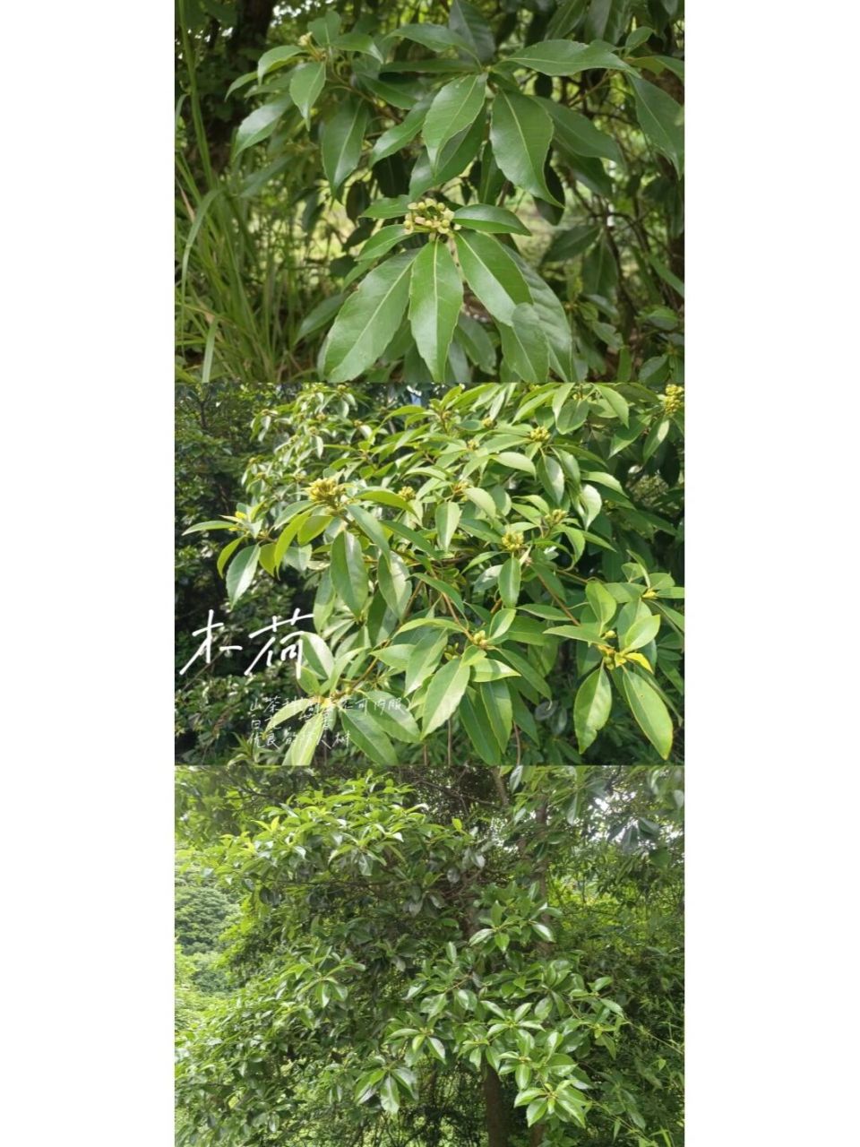 植物小科普～木荷 别名:荷木,木艾树,何树 科:山茶科 特征:常绿大乔木