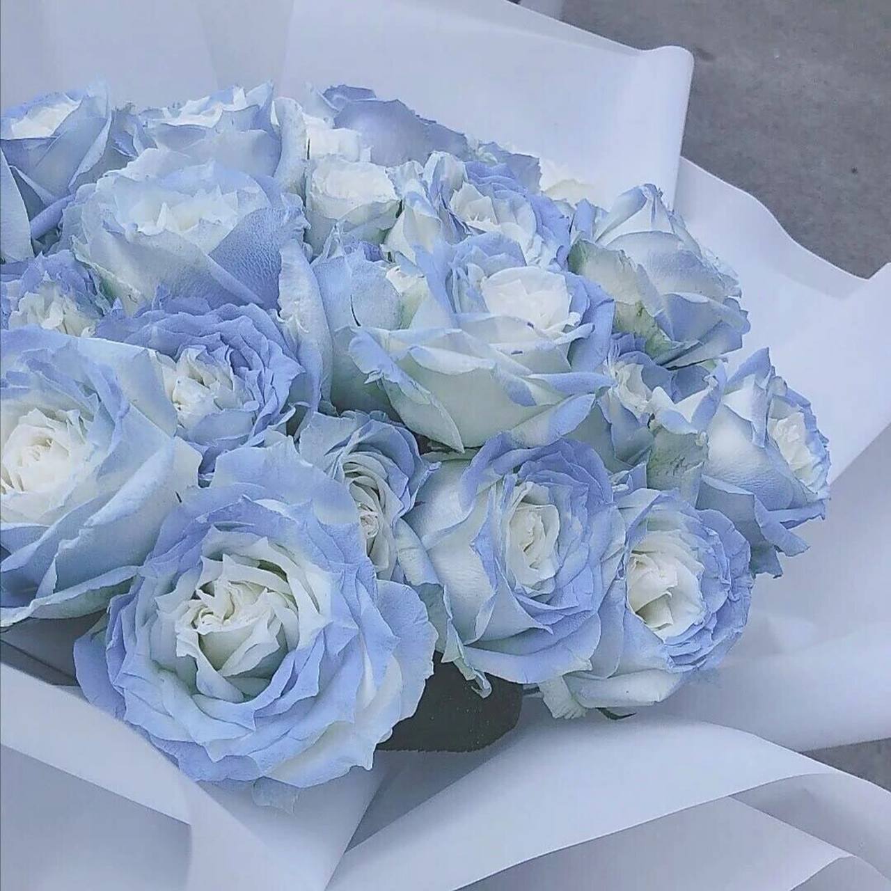 【蓝玫瑰背景图】 "我热爱一切不彻底的事物,琥珀里的时间,微暗的火