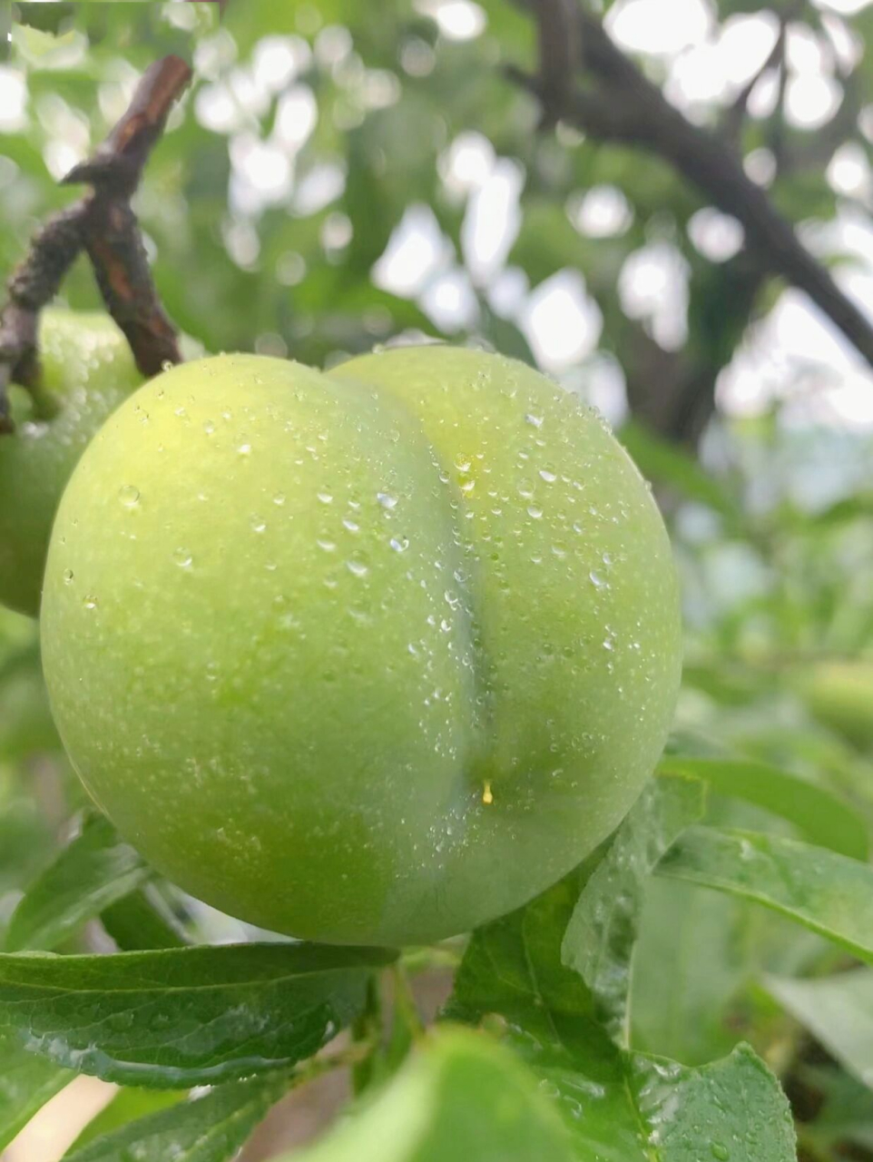 果园摘李子98贵州贞丰四月李成熟啦6015 今天果园摘李子,还get