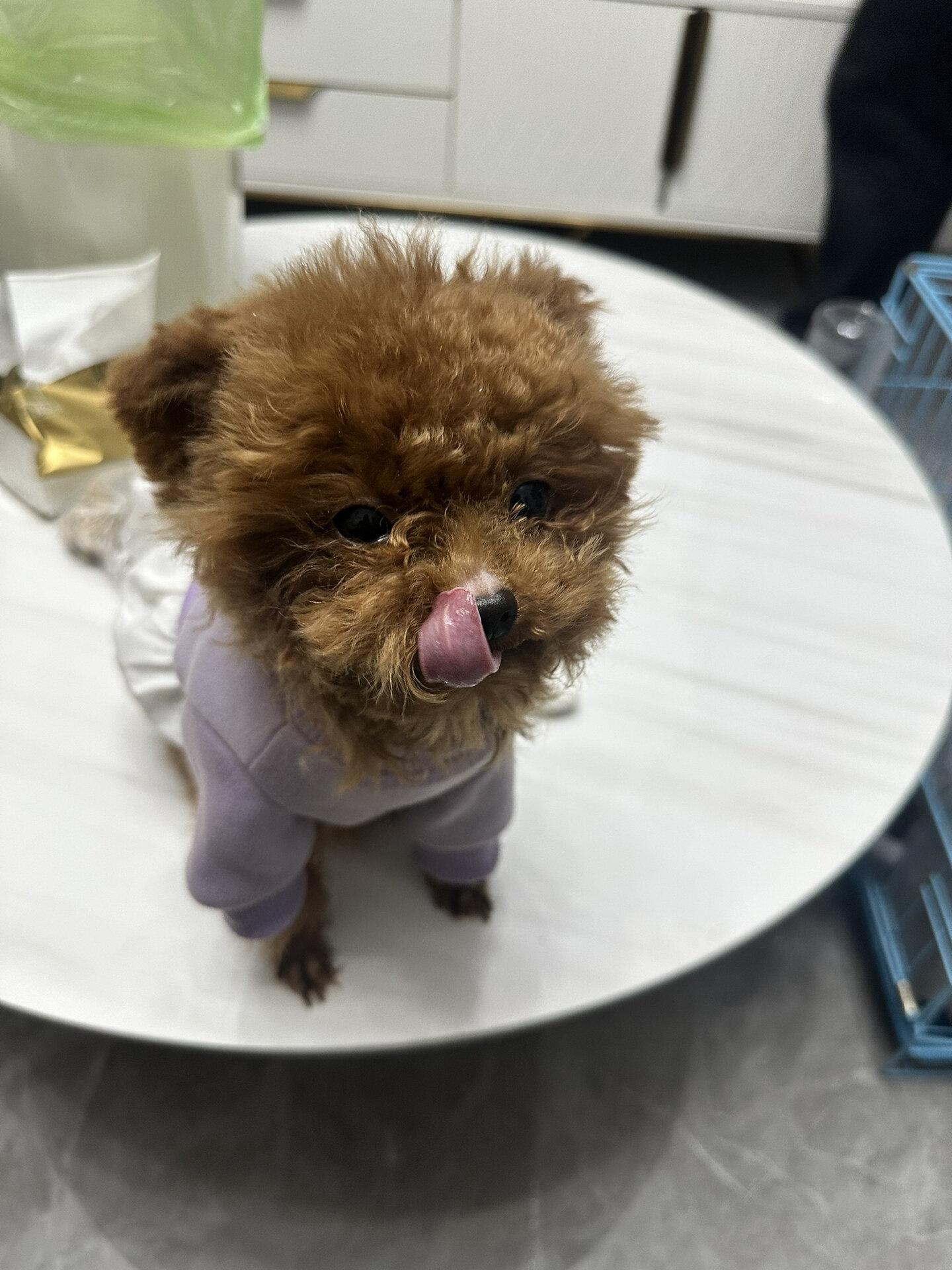 泰迪鼻子毛秃了!