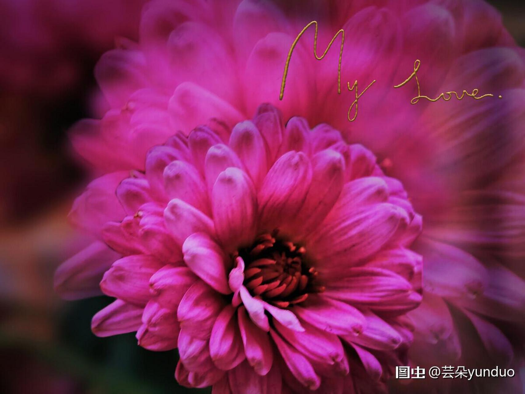 家里的四季小菊花摄影创作人计划-调色分享花心发现花世界卖图晒单