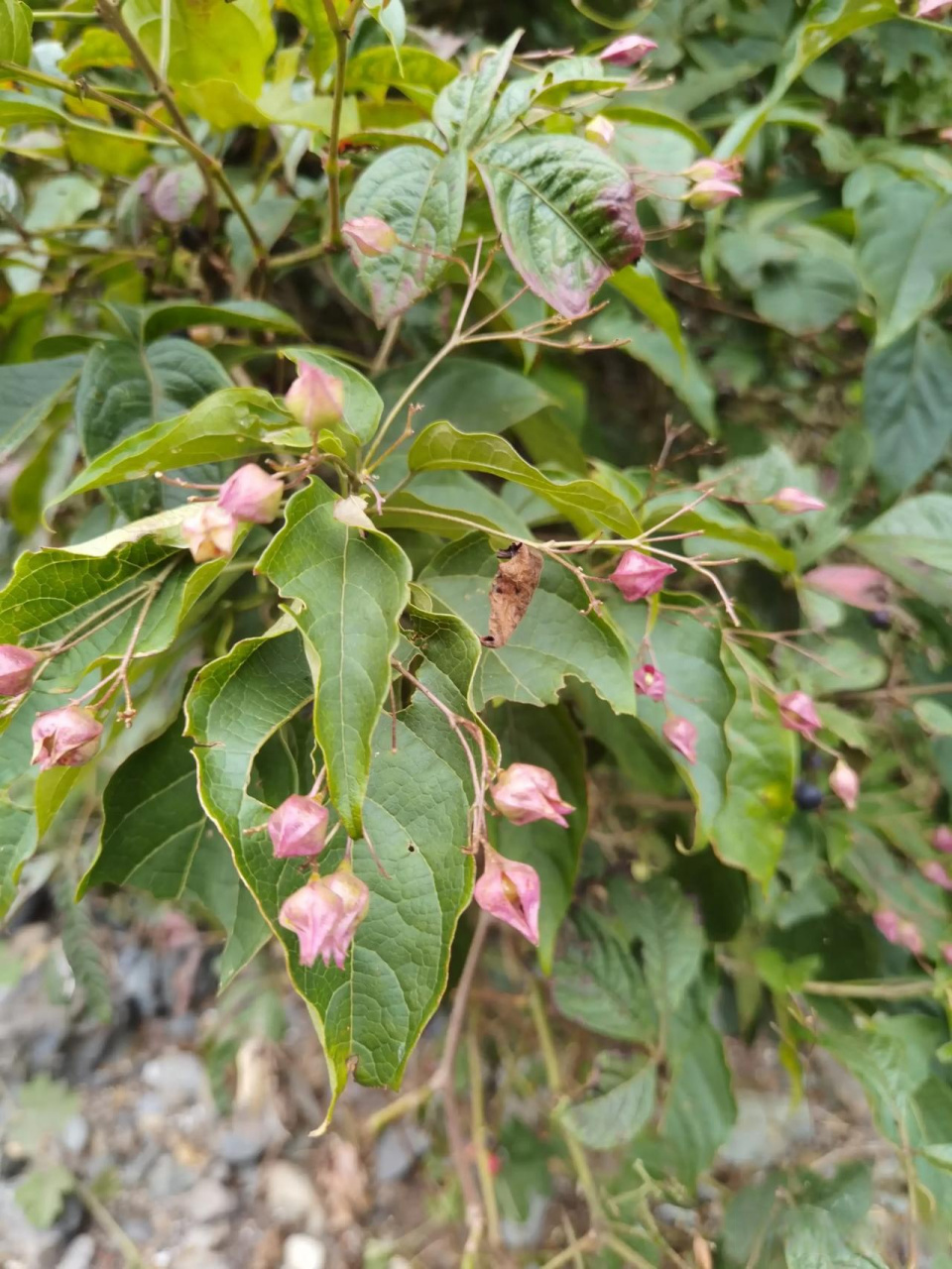 城市观察员  海州常山是一种大型灌木,以其芬芳扑鼻的花朵,美丽的秋叶