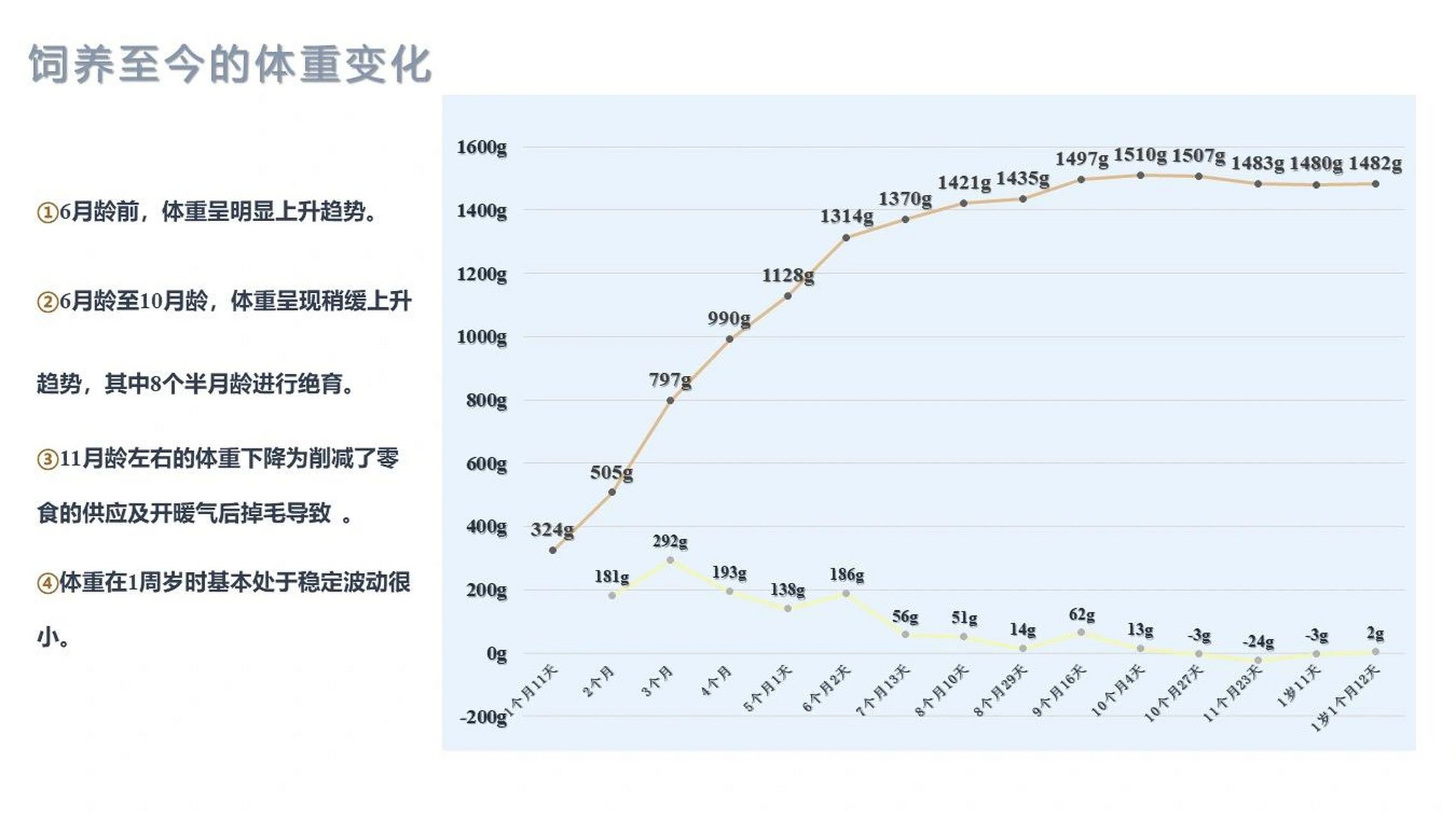 侏儒兔体重图片