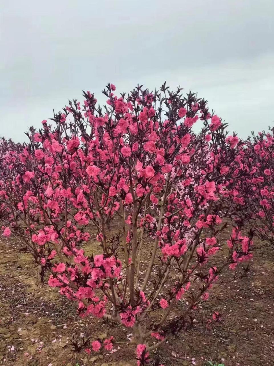 紫叶桃叶子图片