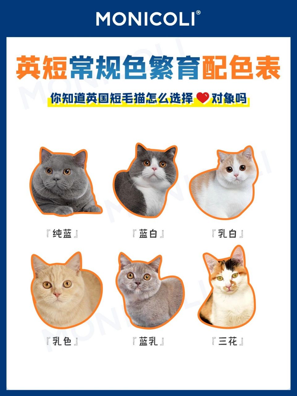 吐血整理82英短常规色繁育配色图谱96保存 96很多铲屎官会问我