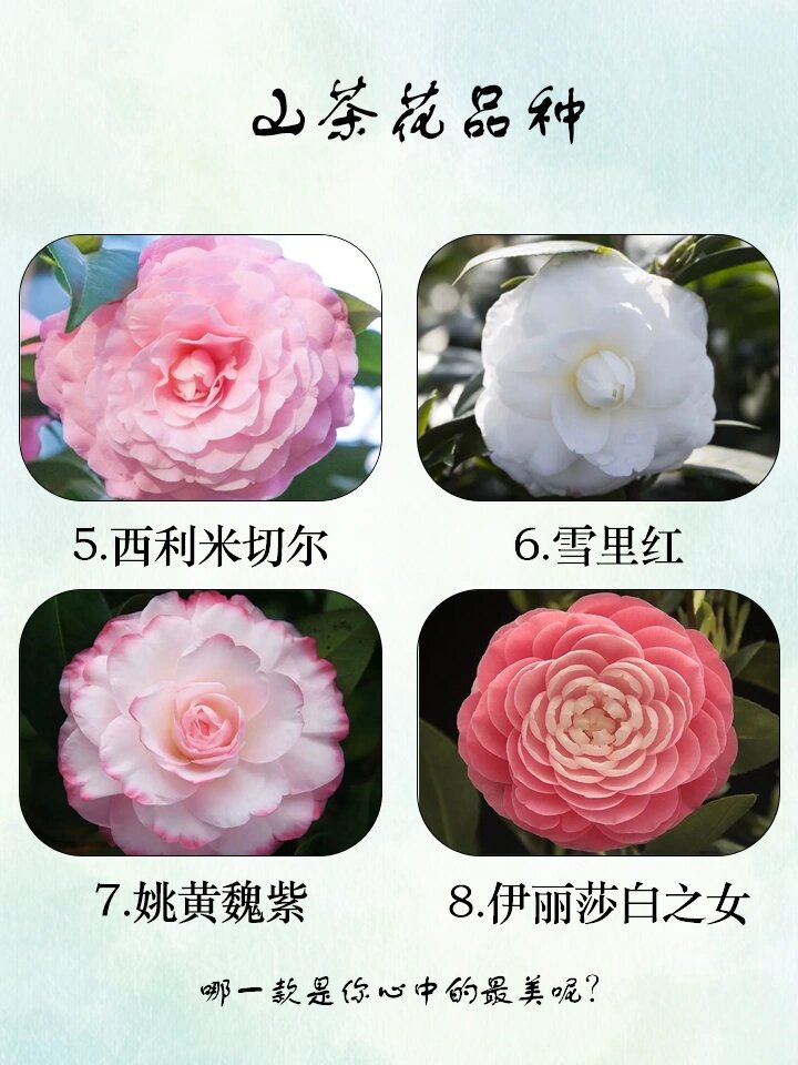 茶花大全图片名称图片