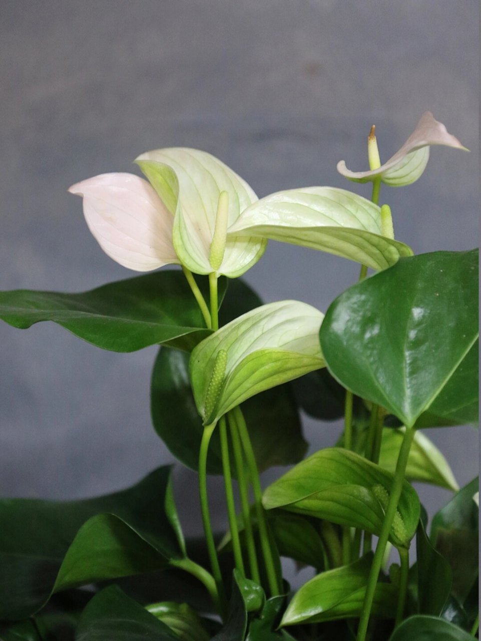 植物养护 i 白鹤芋 今日介绍:白鹤芋91 花语94:一帆风顺,事业有成
