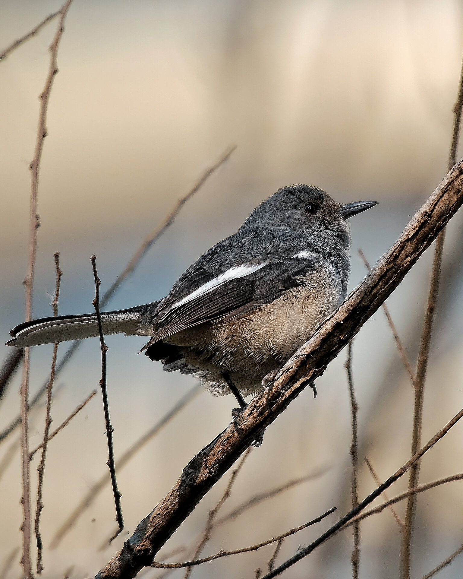 观鸟|鹊鸲(鸟种序号:4)