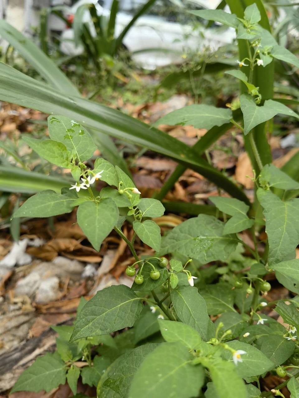 今天路遇白花菜,又称龙葵草,是广东人最爱的野菜之一,具有清热解毒,利