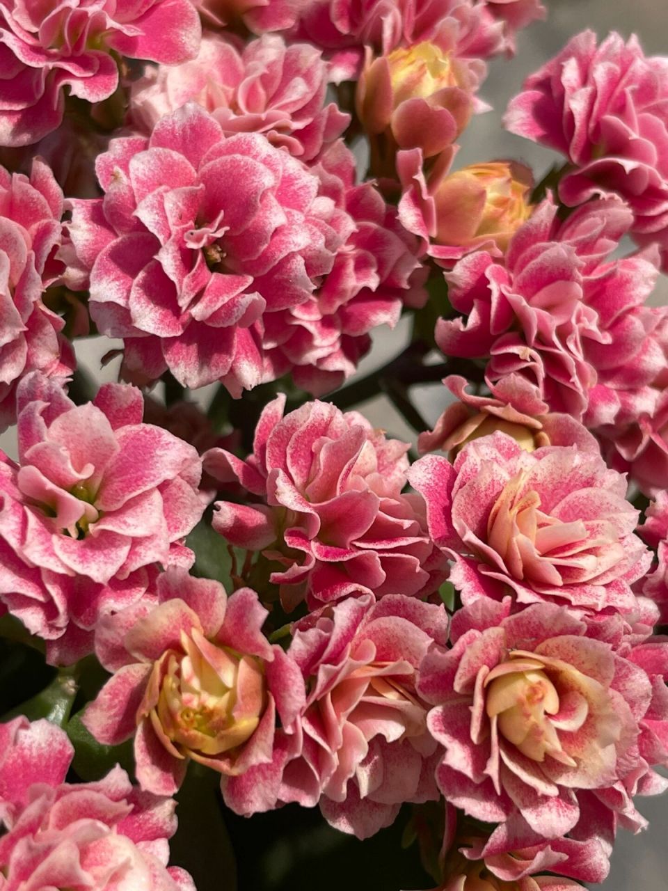 长寿花:安娜公主. 长寿花