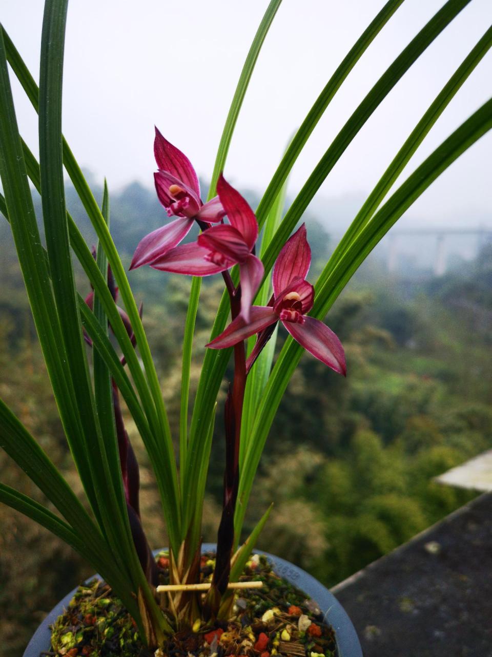 东方红, 春剑红花,叶形直立,株型紧凑,叶色翠绿,质地厚糯有光泽,叶片