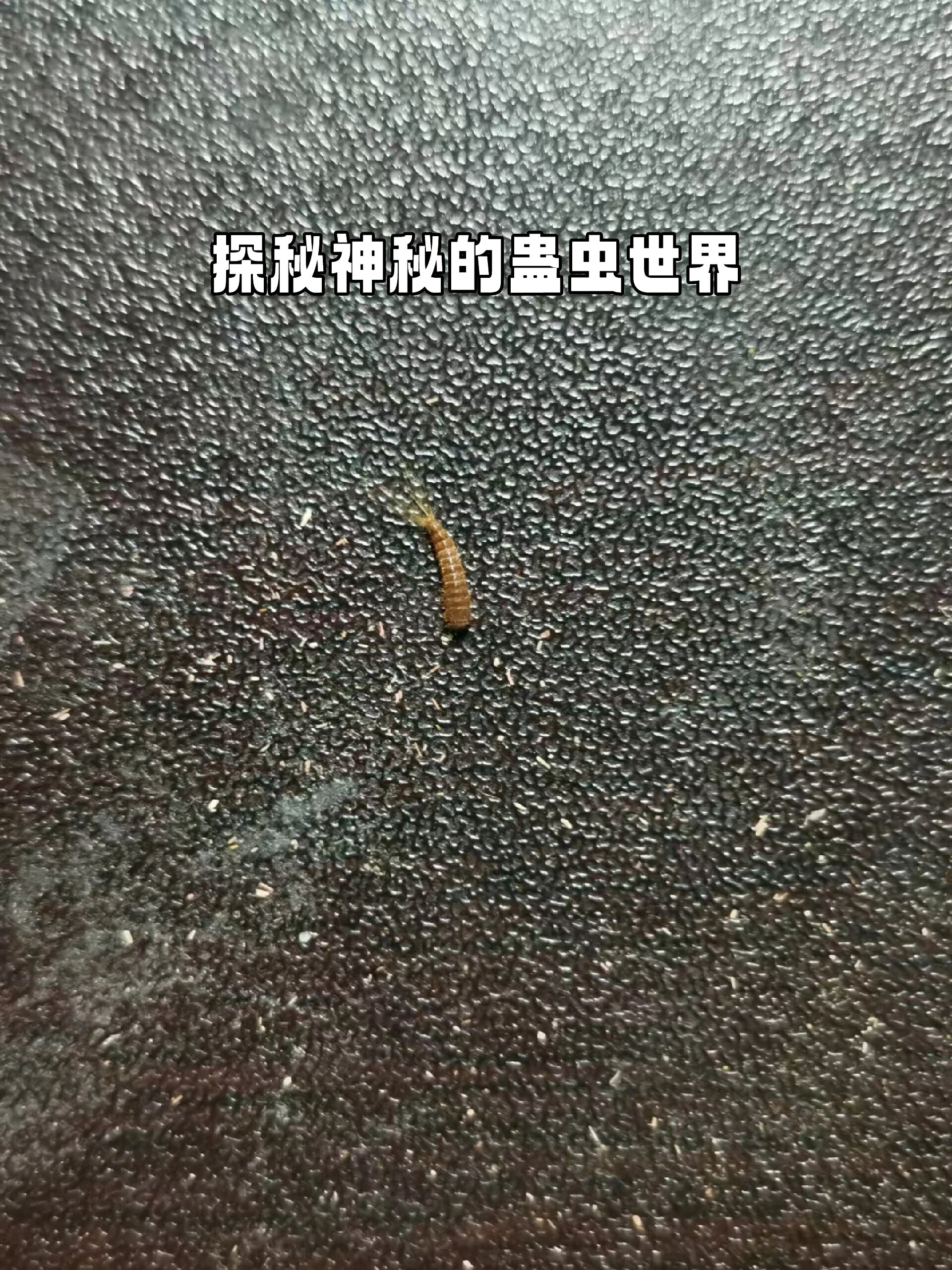 探秘神秘的蛊虫世界!这些你一定没见过