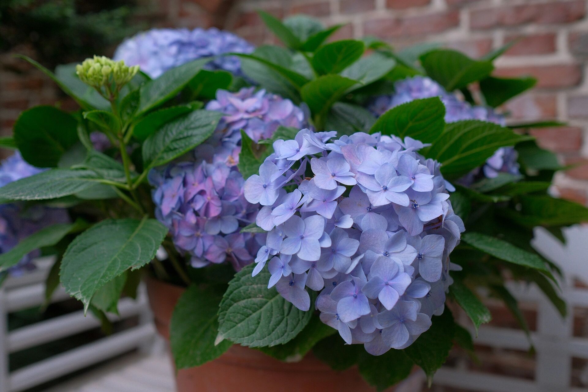 花园强烈推荐 易多梦幻绣球 好养开花多 花园里已经养了很多品种的