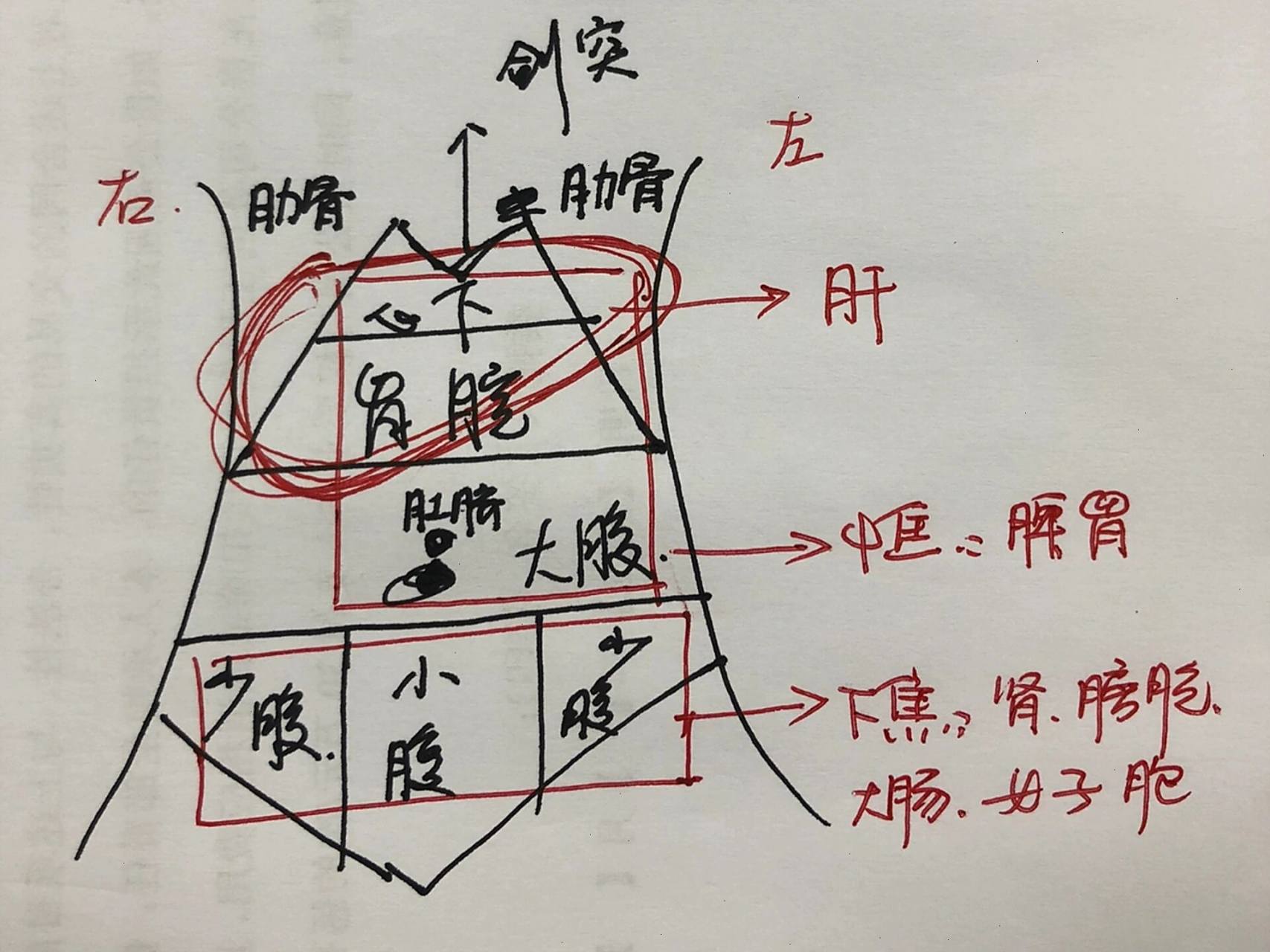 中医上腹部分区 大腹 小腹 少腹 胃脘 心下 今天特地找了中医书,看了