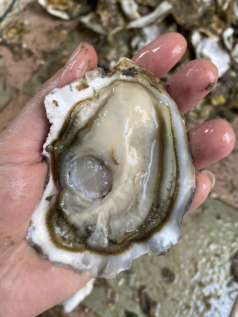 生蚝100个58包邮南澳蚝,烧烤蚝,汫洲蚝,烧烤摊生蚝,可提供半壳,每天现