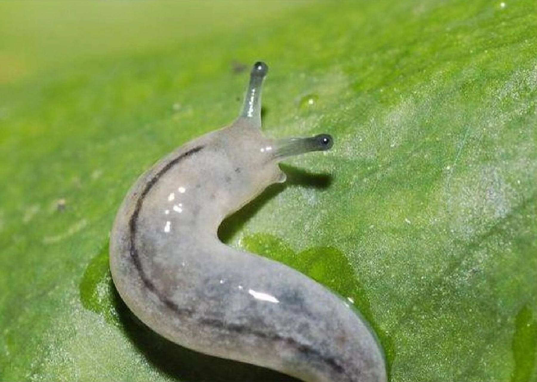 家里鼻涕虫怎么彻底消灭干净 鼻涕虫的样子像没有壳的蜗牛,外表看起来