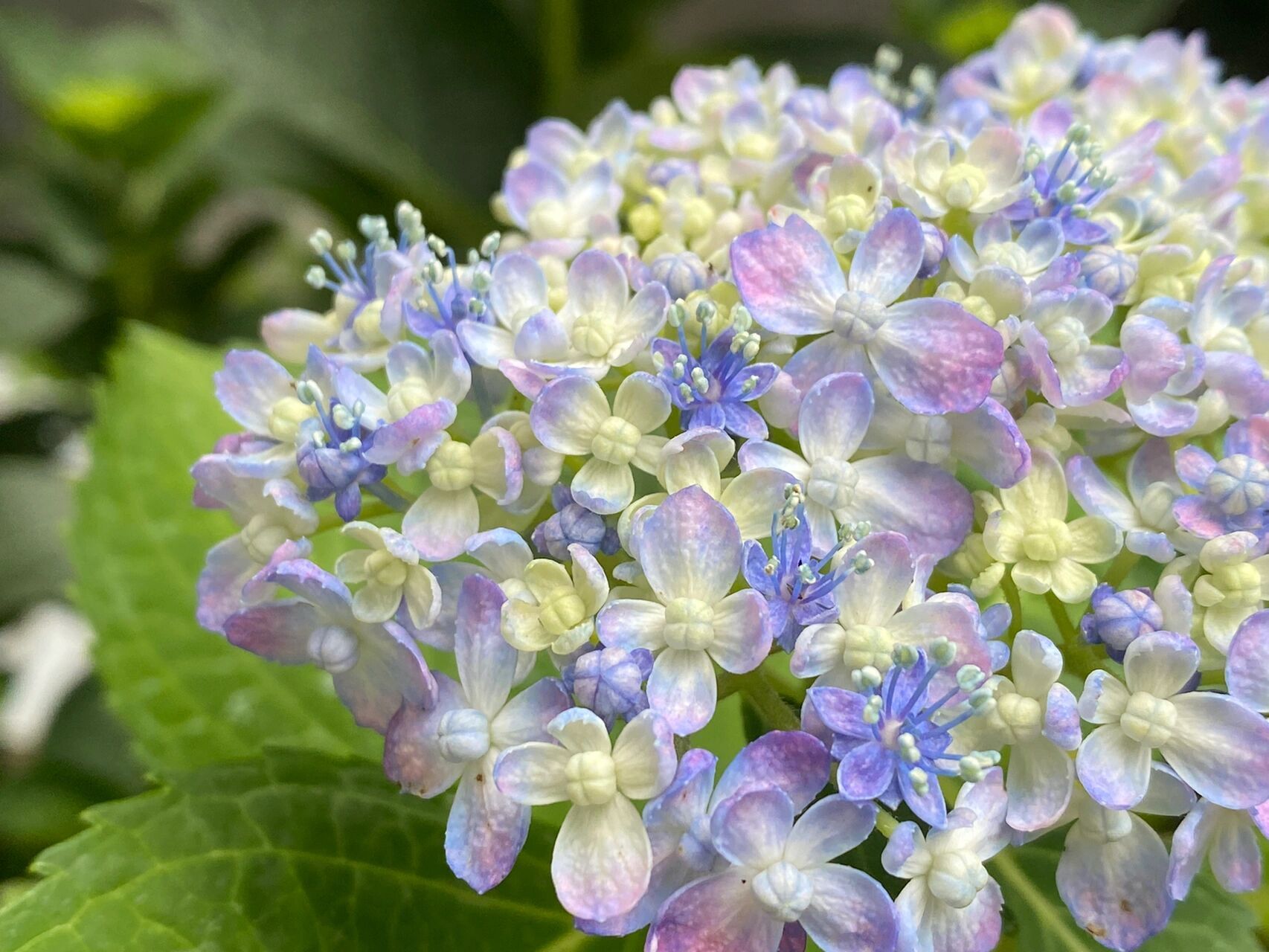 绣球品种介绍-三河千鸟,有松 1-3是三河千鸟,4-5是有松,其实我看不出