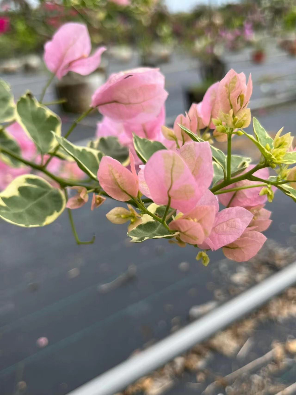 三角梅,小斑叶丽人不到二十天又复花了 三角梅小斑叶丽人,超级勤花,从