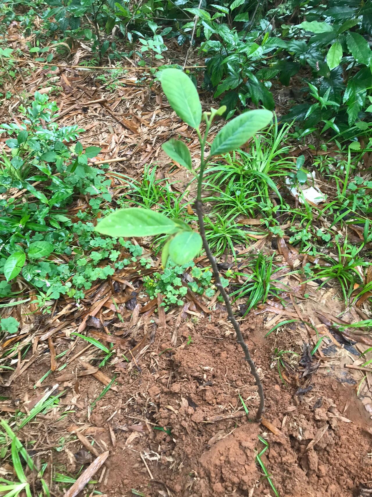 四个品种释迦果苗,已经开始发新叶子95