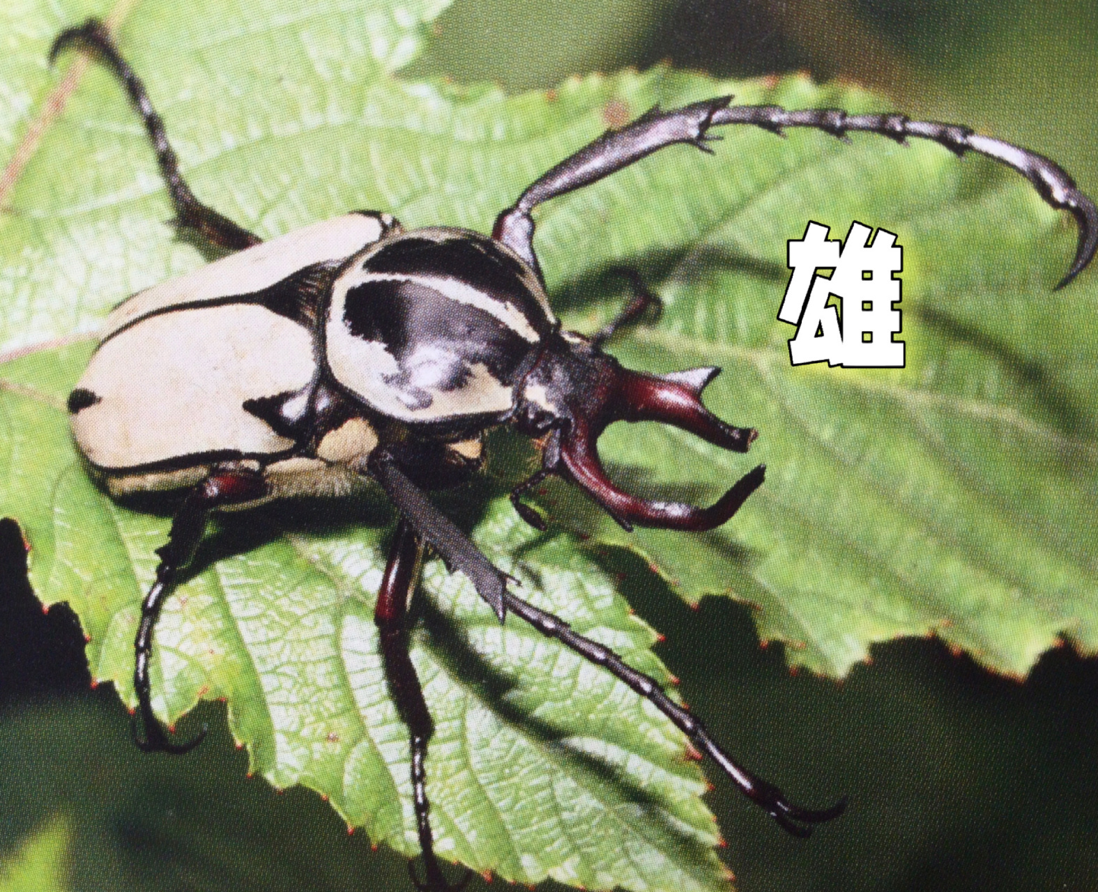 常见花金龟科普(3)-宽带鹿角花金龟 这次的宽带鹿角