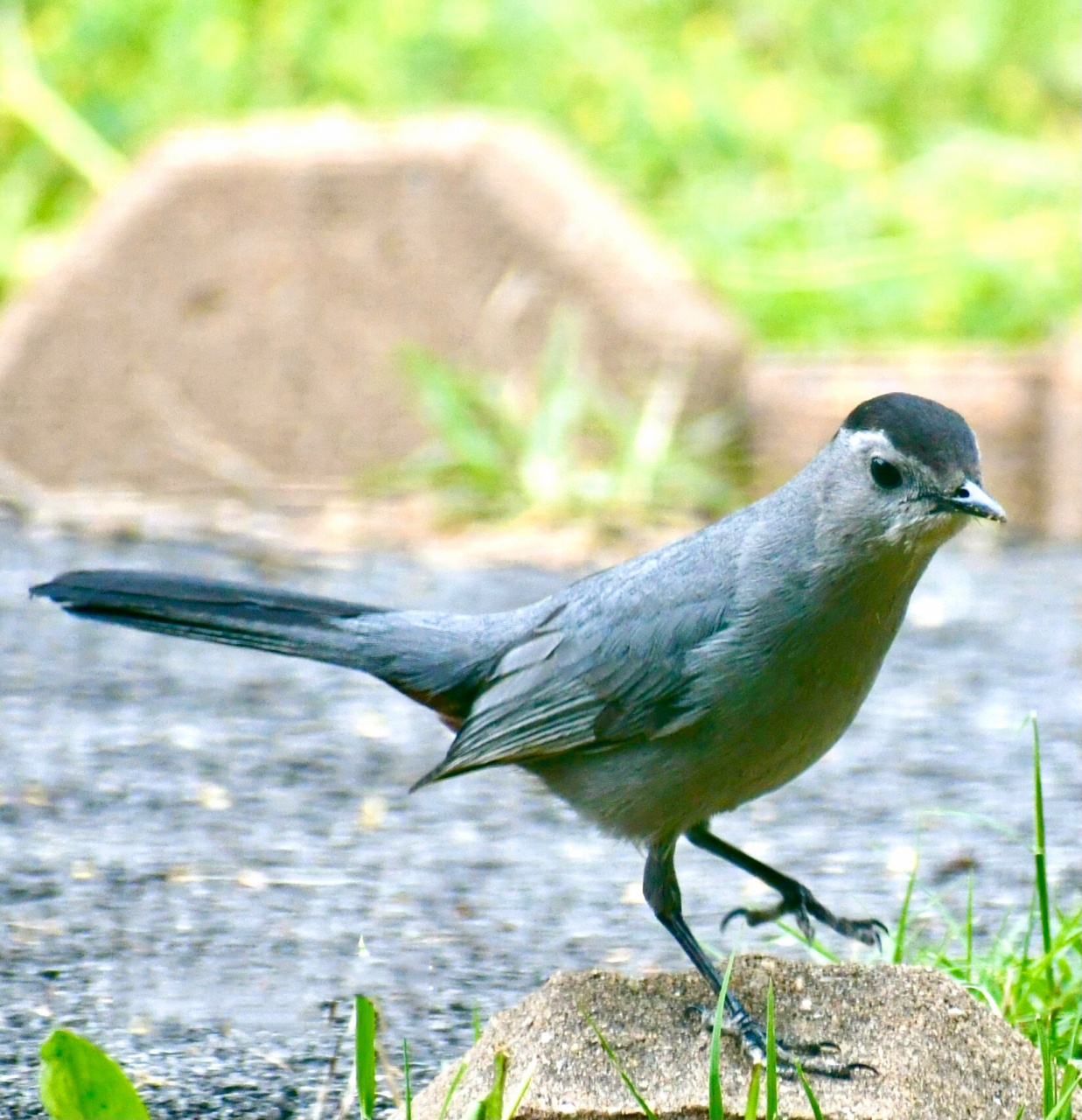 灰猫嘲鸫(学名:dumetella carolinensis)为雀形目嘲鸫科下的一个鸟种