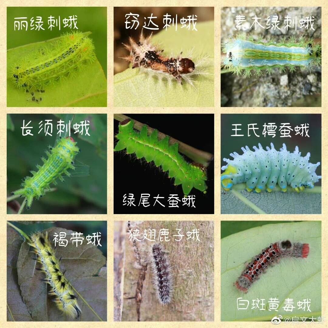 昆虫 来个81种鳞翅目的幼虫,方便大家