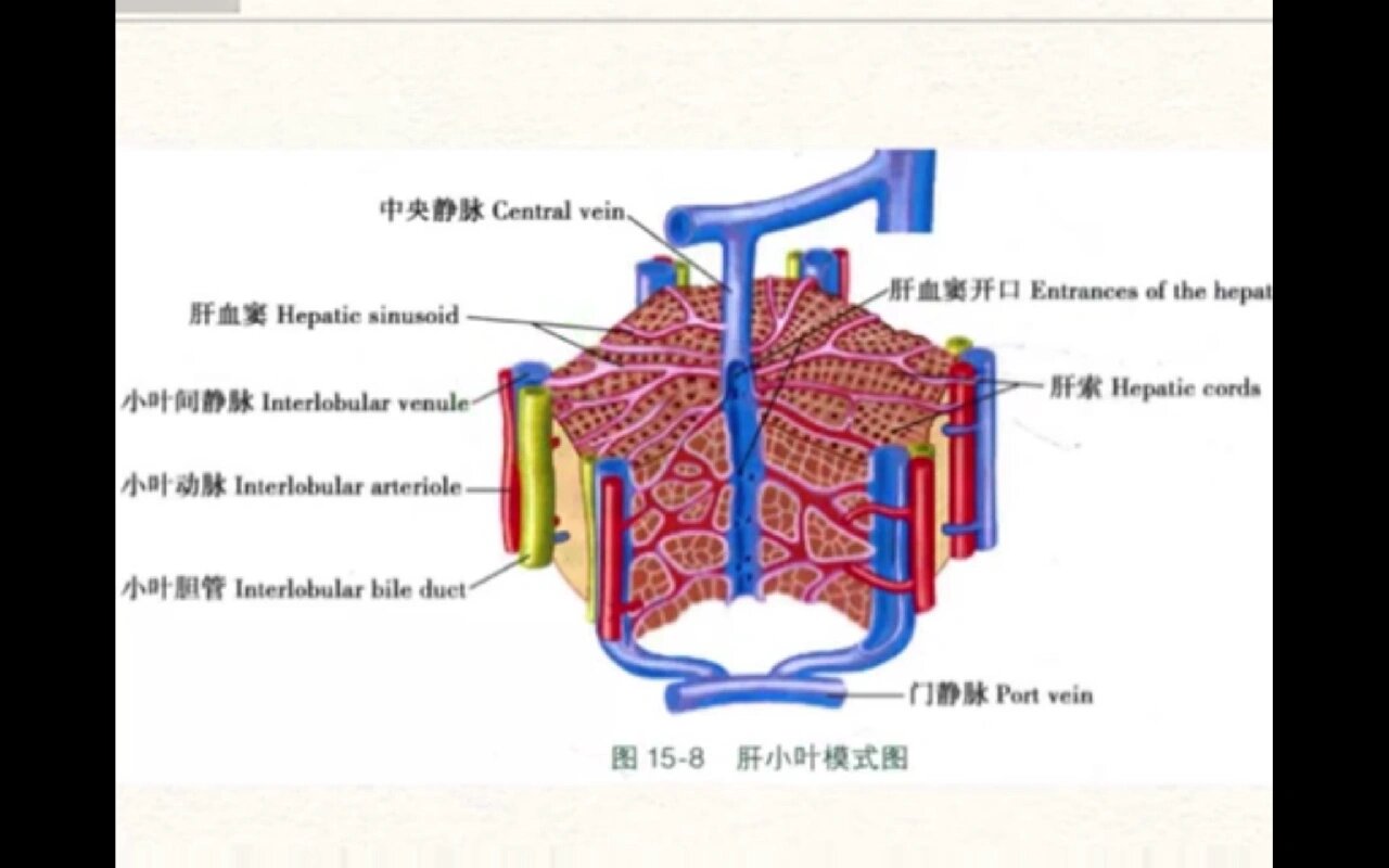 肝脏假小叶图片图片