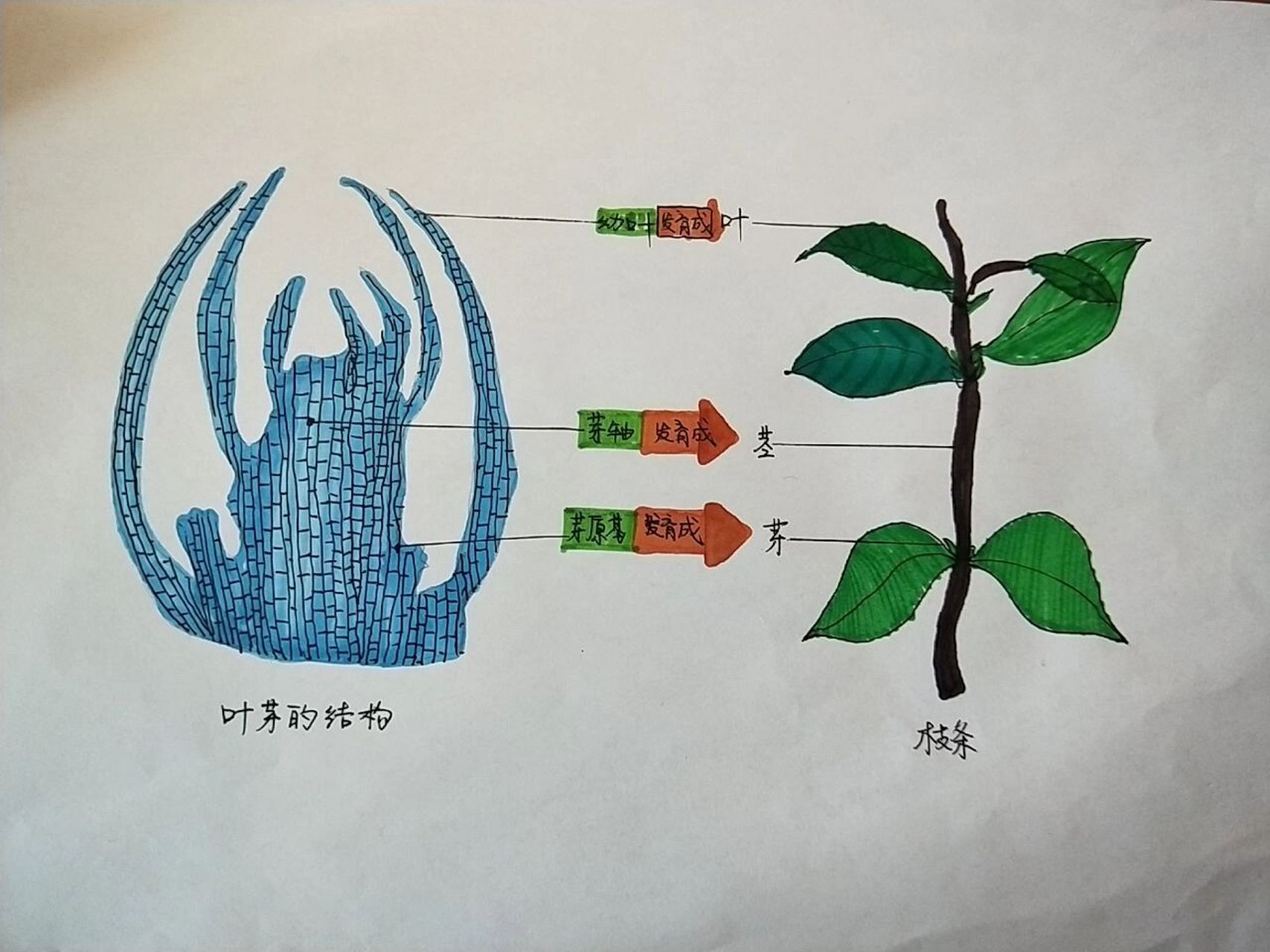 芽的发育结构图图片