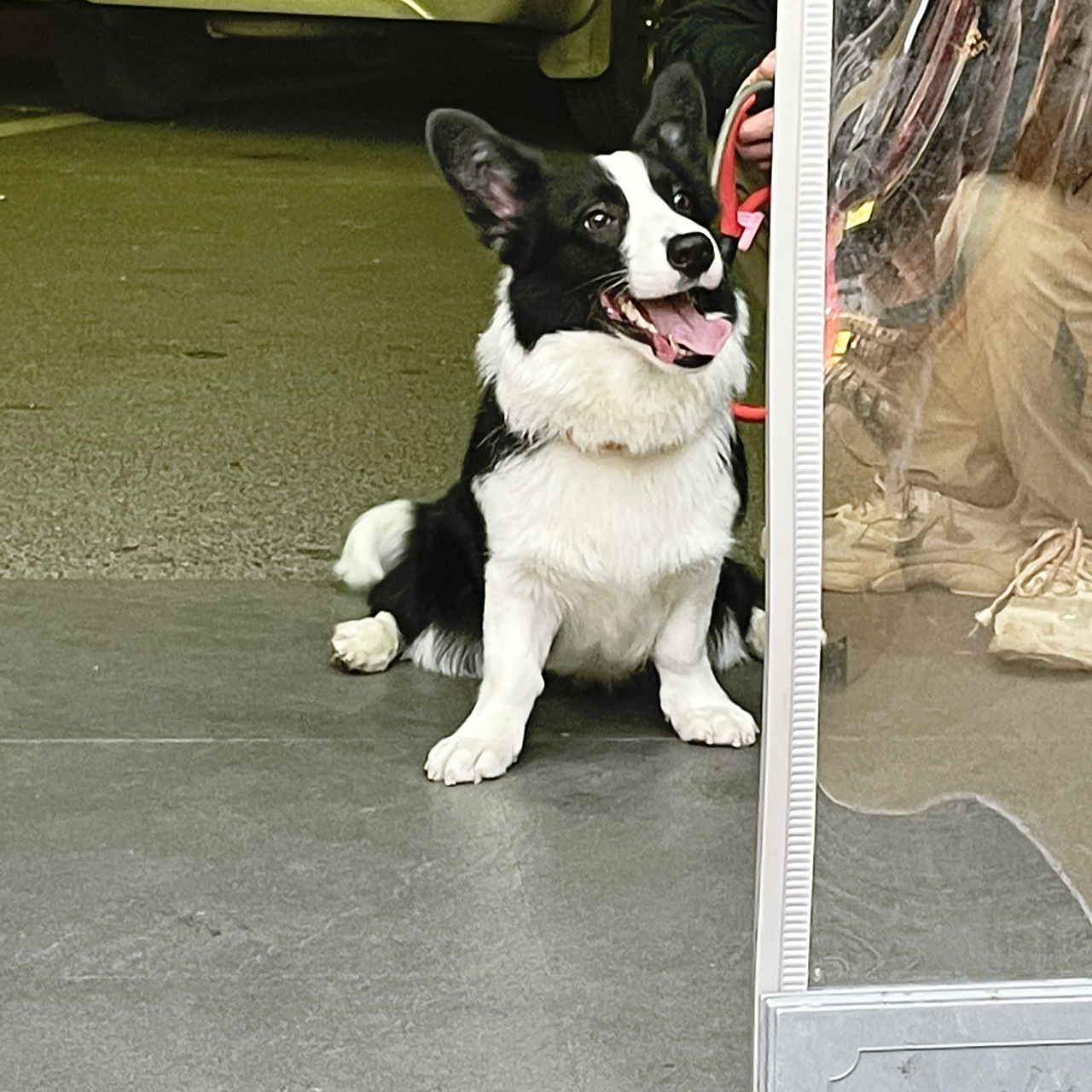 边牧与柯基的串串,像只胖老鼠090909 再看我,再看我,再看我就把