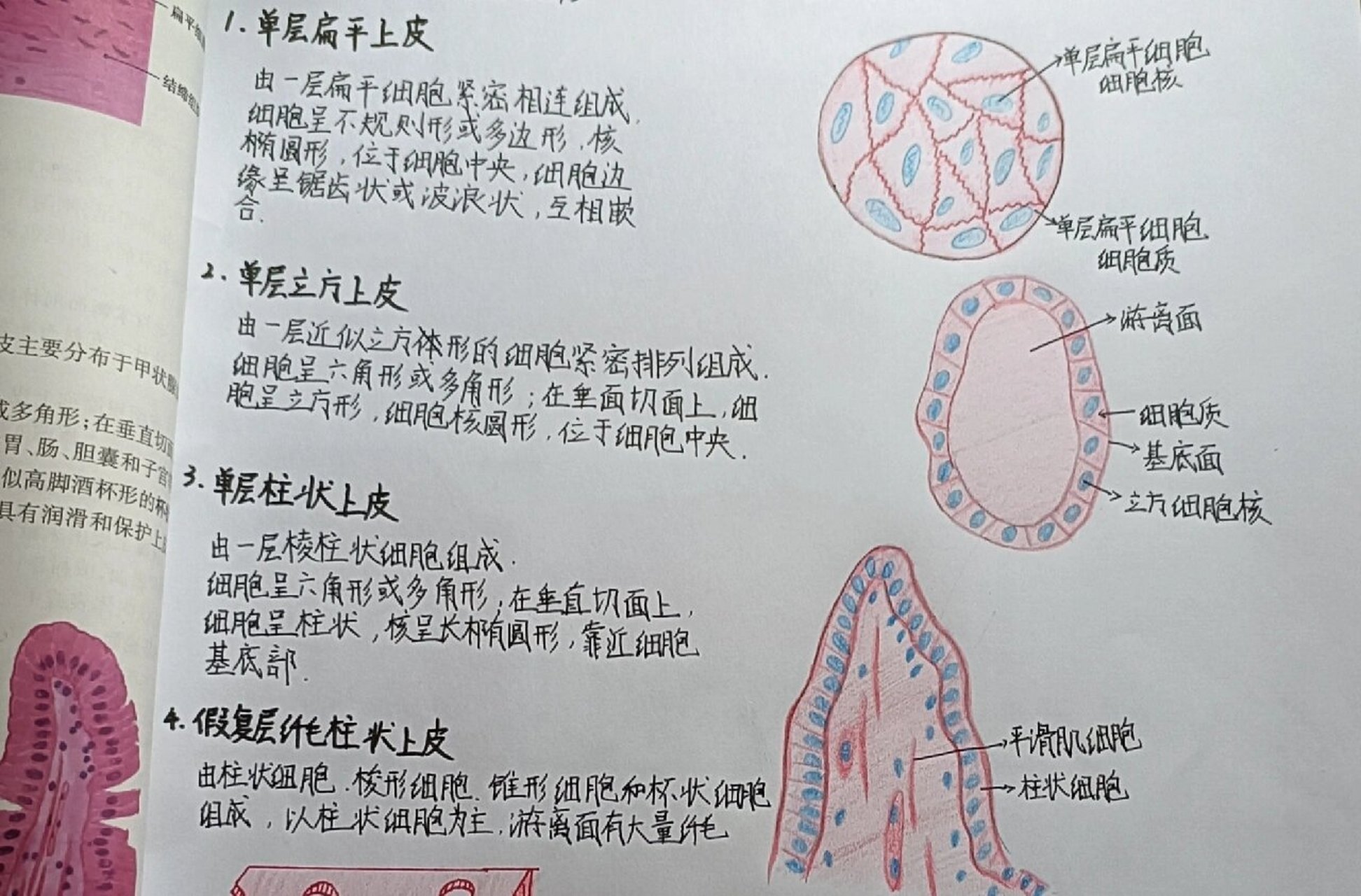 被覆上皮的分类与分布图片