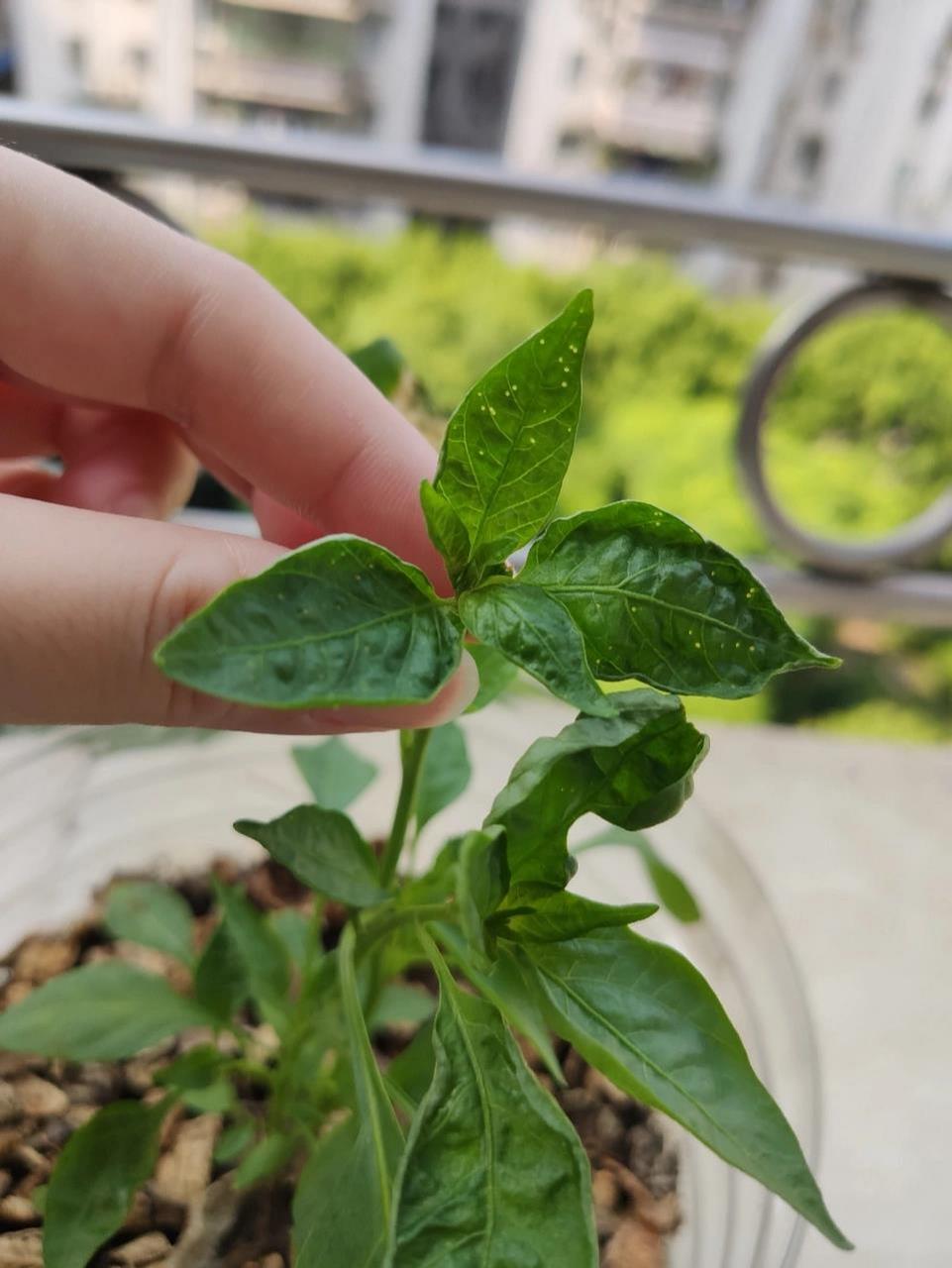 夏天辣椒卷叶了,是什么原因 检查过没有虫卵,就是辣椒叶有点点斑.