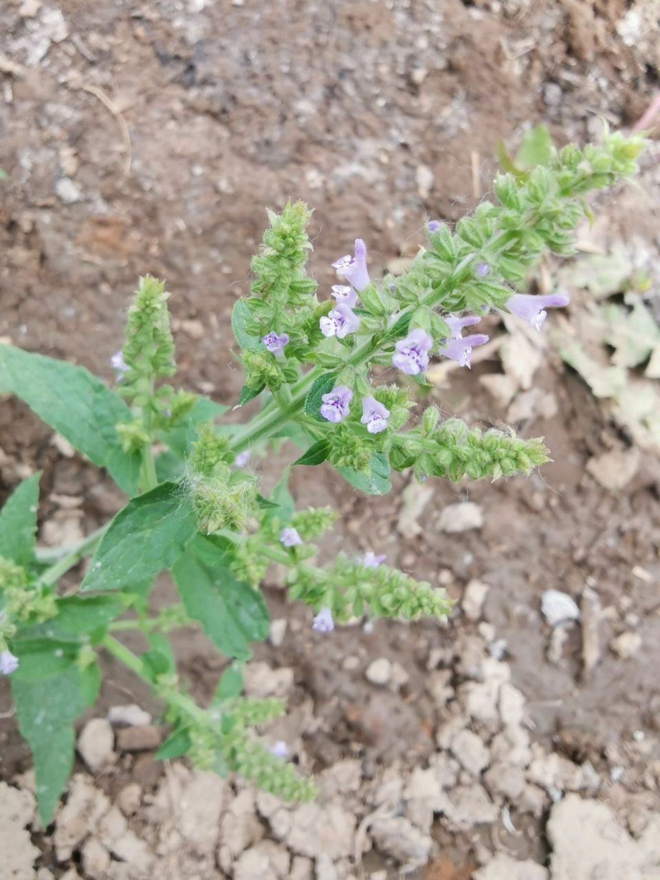 【癞蛤蟆草】学名:荔枝草 是一味中药,具有清热解毒,利尿消肿,凉血